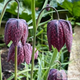  Fritillaria meleagris - kockásliliom