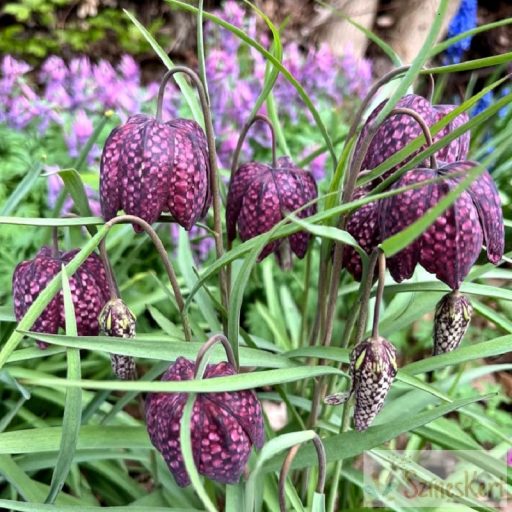  Fritillaria meleagris - kockásliliom
