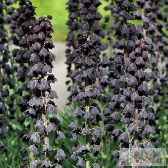  Fritillaria persica - perzsa kockásliliom