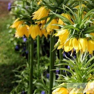  Fritillaria imperialis 'Lutea' - császárkorona