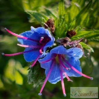 Echium vulgare- terjőke kigyószisz