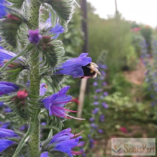 Echium vulgare- terjőke kigyószisz