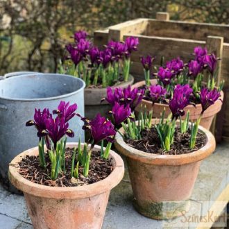    Iris reticulata 'Rejoice' - recéshagymájú nőszirom