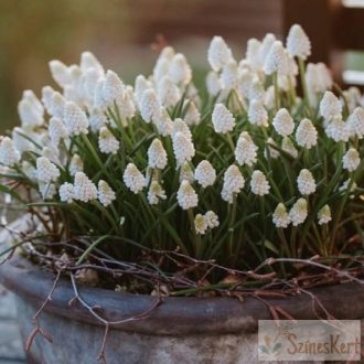    Muscari armeniacum 'Siberian Tiger' - örmény gyöngyike