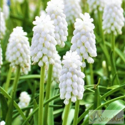  Muscari armeniacum 'Siberian Tiger' - örmény gyöngyike