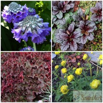 Évelők és gyógynövények válogatáscsomag 