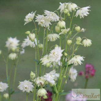 Aquilegia vulgaris 'White Barlow' - harangláb