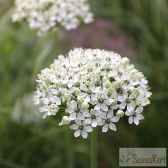 Allium nigrum - fekete fokhagyma, díszhagyma