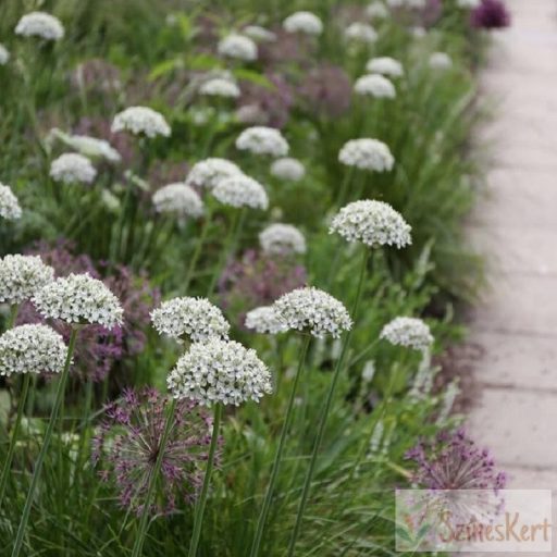 Allium nigrum - fekete fokhagyma, díszhagyma