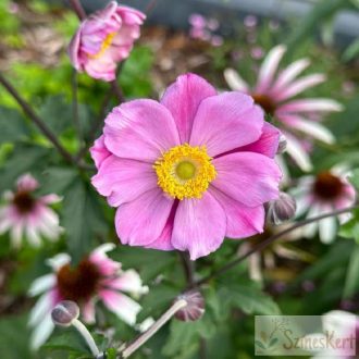 Anemone 'Serenade'