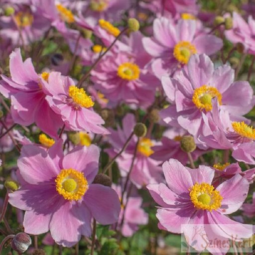 Anemone 'Serenade'