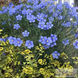 Linum perenne - évelő len