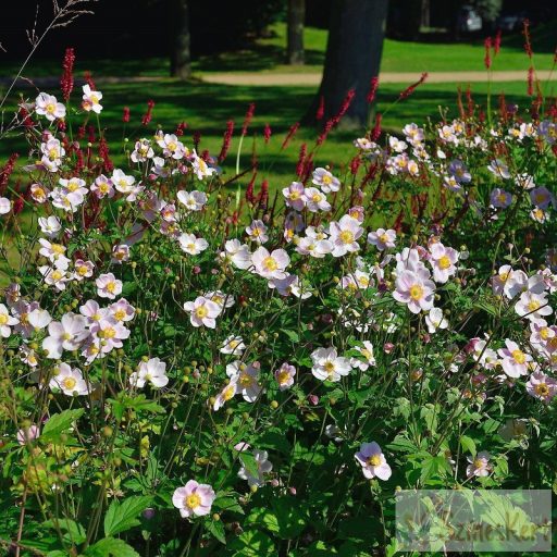 Anemone 'Ouverture' - szellőrózsa