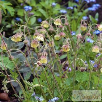   Geum 'Lemon Drops' - halványsárga gyömbérgyökér