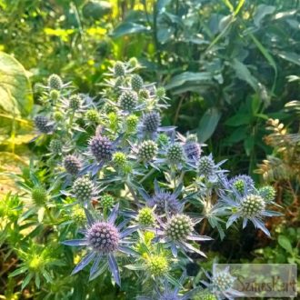 Eryngium planum 'Blue Hobbit' - kék iringó
