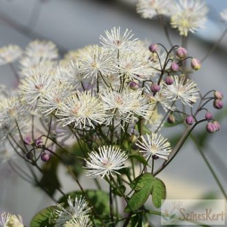 Thalictrum 'Ghent Ebony' - borkóró