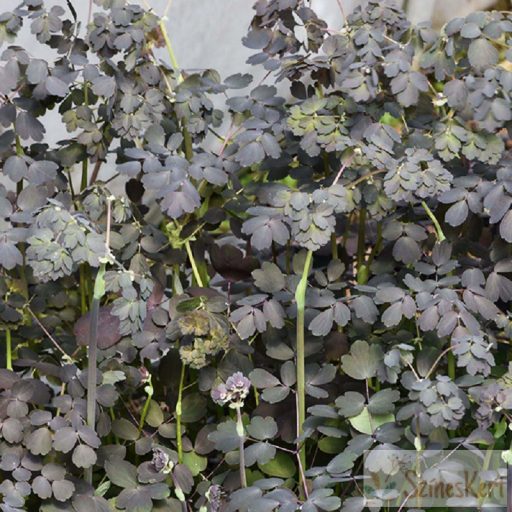 Thalictrum 'Ghent Ebony' - borkóró