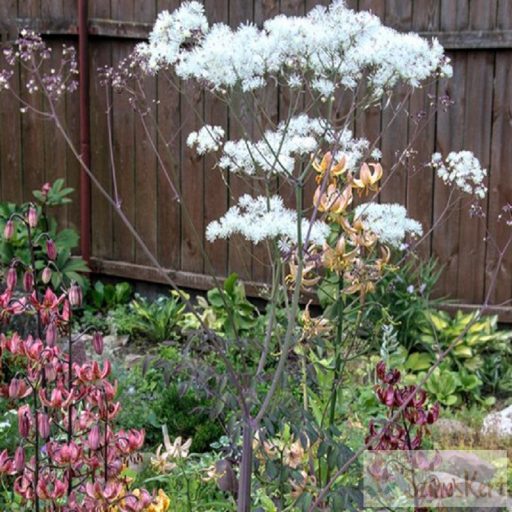 Thalictrum 'Ghent Ebony' - borkóró