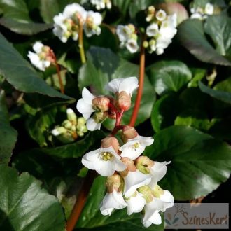  Bergenia 'Jelle' - bőrlevél