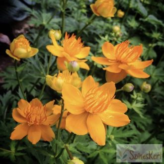 Trollius chinensis 
