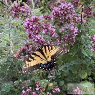 Origanum 'Rosenkuppel' - díszoregánó