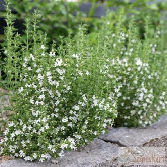 Satureja montana - hegyi csombor