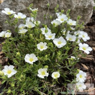  Arenaria montana - hegyi homokhúr