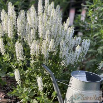 Salvia nemorosa 'Adrian' - ligeti zsálya