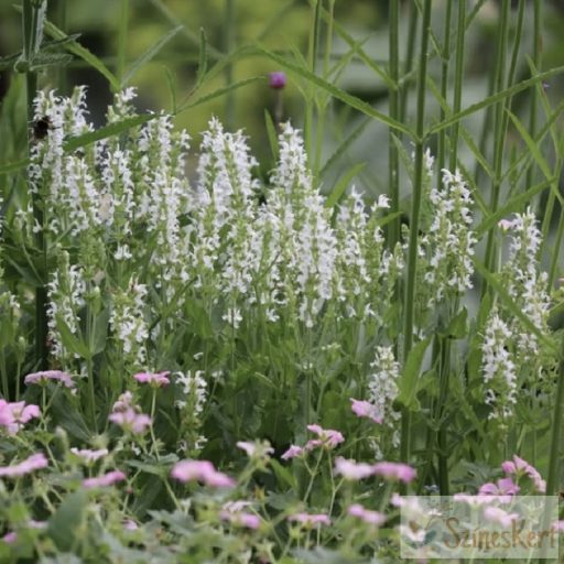 Salvia nemorosa 'Adrian' - ligeti zsálya