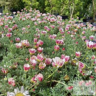 Anacyclus pyrethrum - hamvas törpemargitvirág
