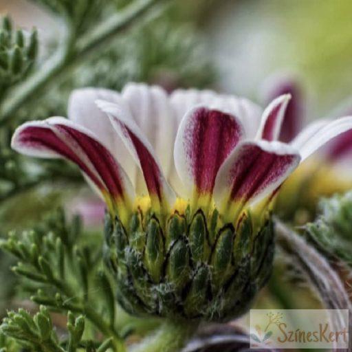 Anacyclus pyrethrum - hamvas törpemargitvirág