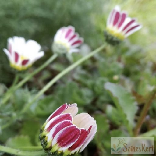 Anacyclus pyrethrum - hamvas törpemargitvirág