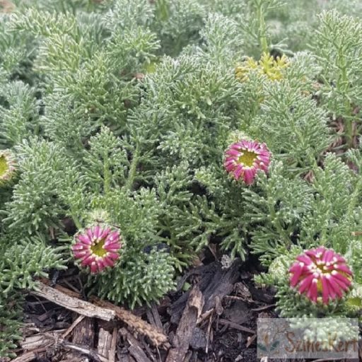 Anacyclus pyrethrum - hamvas törpemargitvirág