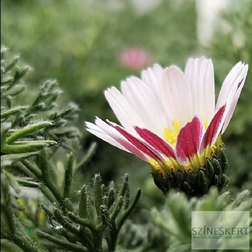 Anacyclus pyrethrum - hamvas törpemargitvirág