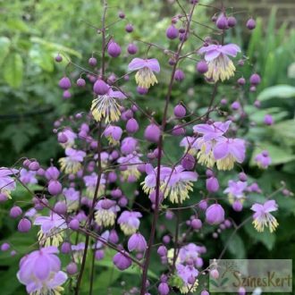 Thalictrum rochebrunianum - lila bórkóró