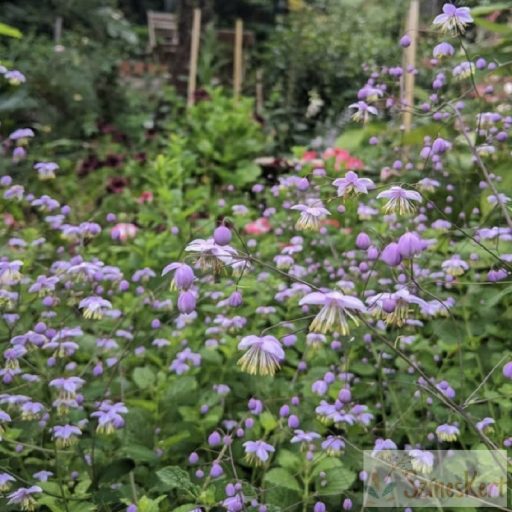 Thalictrum rochebrunianum - lila bórkóró