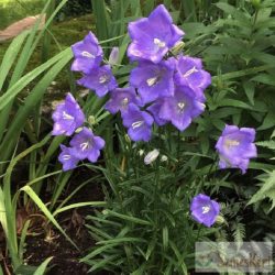   Campanula persicifolia 'Takion Blue' - baracklevelű harangvirág