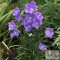 Campanula persicifolia 'Takion Blue' - baracklevelű harangvirág