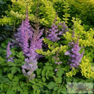  Astilbe chinensis 'Pumila' - kínai tollbuga