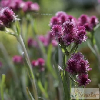   Antennaria dioica 'Alex Duguid' - parlagi macskatalp