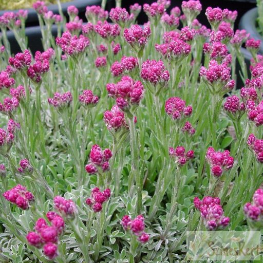 Antennaria dioica 'Alex Duguid' - parlagi macskatalp
