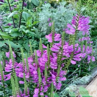    Physostegia virginiana 'Chrystal Peak Rose' - füzérajak