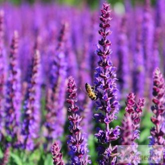  Salvia nemorosa 'Ostfriesland' - ligeti zsálya
