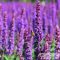  Salvia nemorosa 'Ostfriesland' - ligeti zsálya