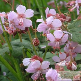   Geranium macrorrhizum 'Ingwersen's Variety' - illatos gólyaorr