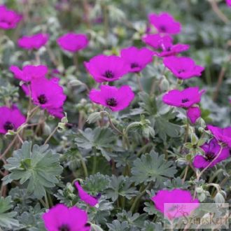    Geranium cinereum var. subcaulescens - hamuszürke gólyaorr