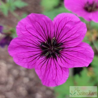  Geranium 'JS Matu Vu' - gólyaorr