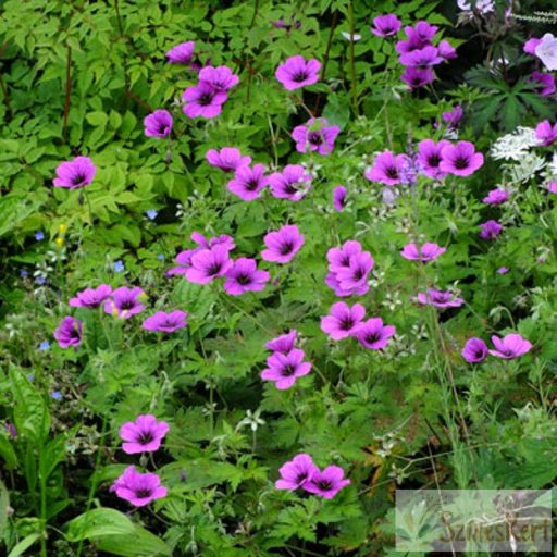  Geranium 'JS Matu Vu' - gólyaorr