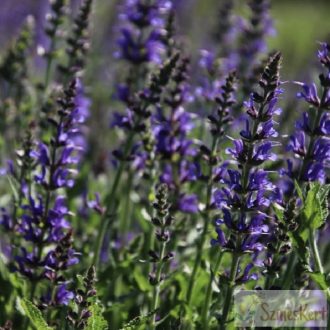 Salvia nemorosa 'Mainacht' - ligeti zsálya