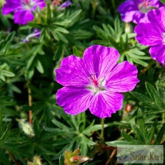 Geranium 'Tiny Monster' - gólyaorr